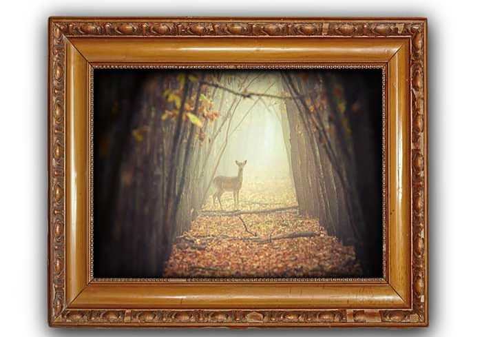 pictures25 frame of deer photograph
